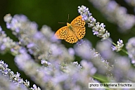 Val Pellice, Nymphalida (Lepidoptera) fra steli fioriti di lavanda